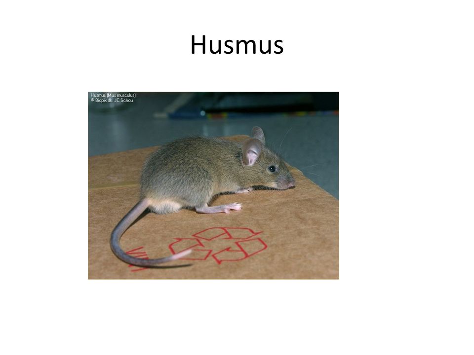 Husmus