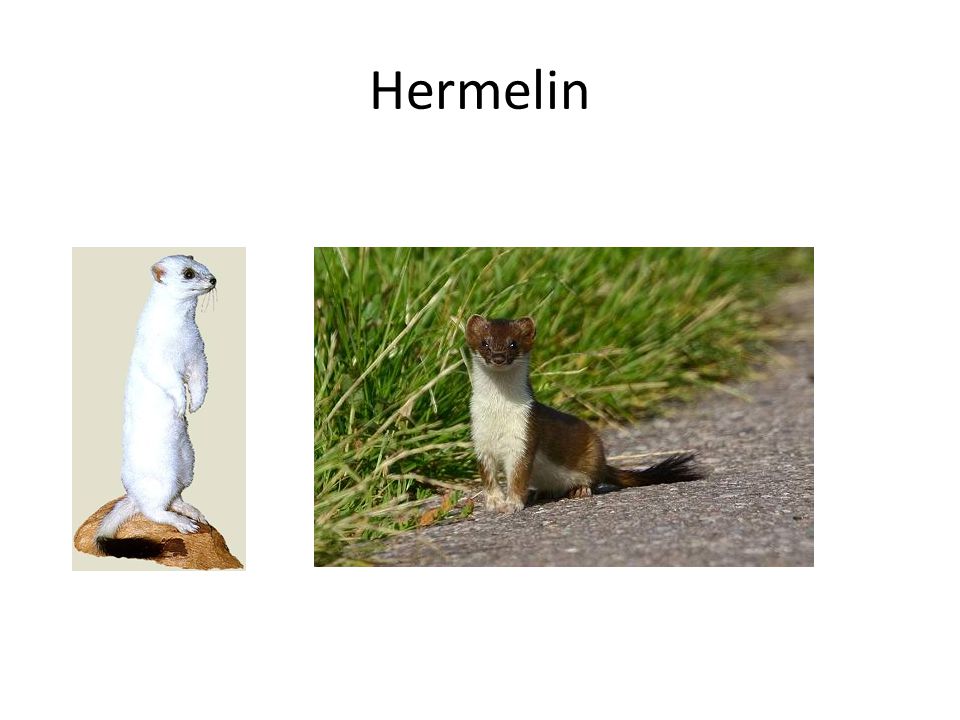 Hermelin