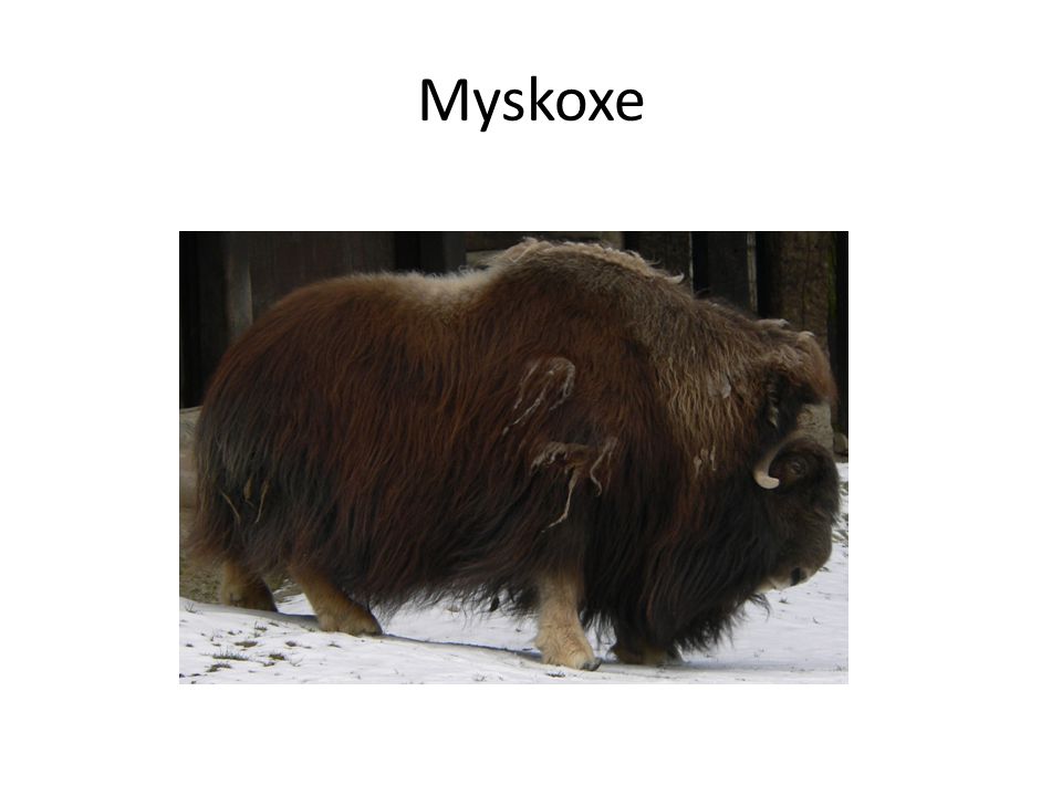 Myskoxe