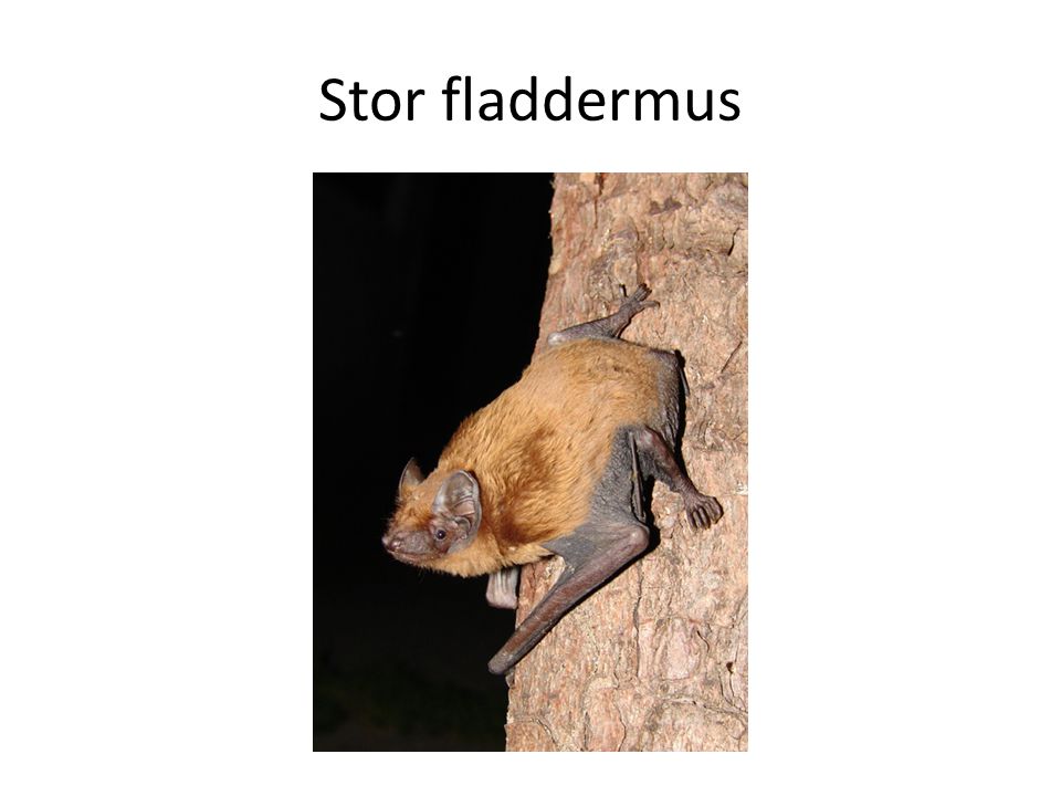 Stor fladdermus