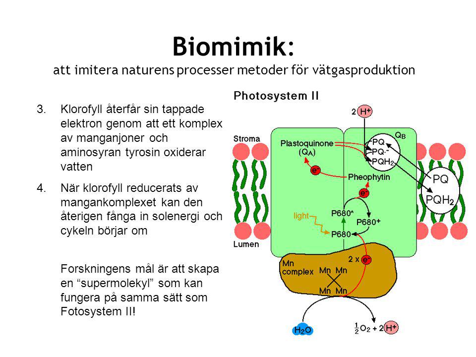 Biomimik: att imitera naturens processer metoder för vätgasproduktion