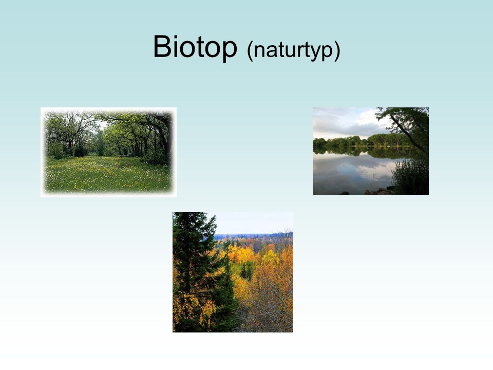 Biotop (naturtyp)