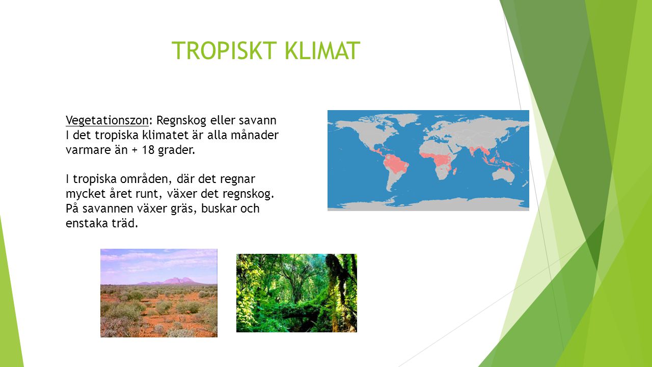 TROPISKT KLIMAT Vegetationszon: Regnskog eller savann