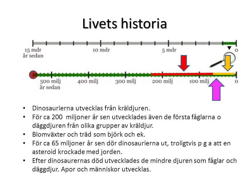 Livets historia Dinosaurierna utvecklas från kräldjuren.