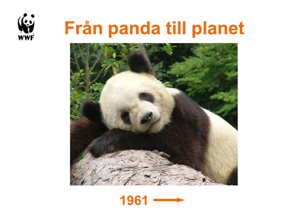 Från panda till planet