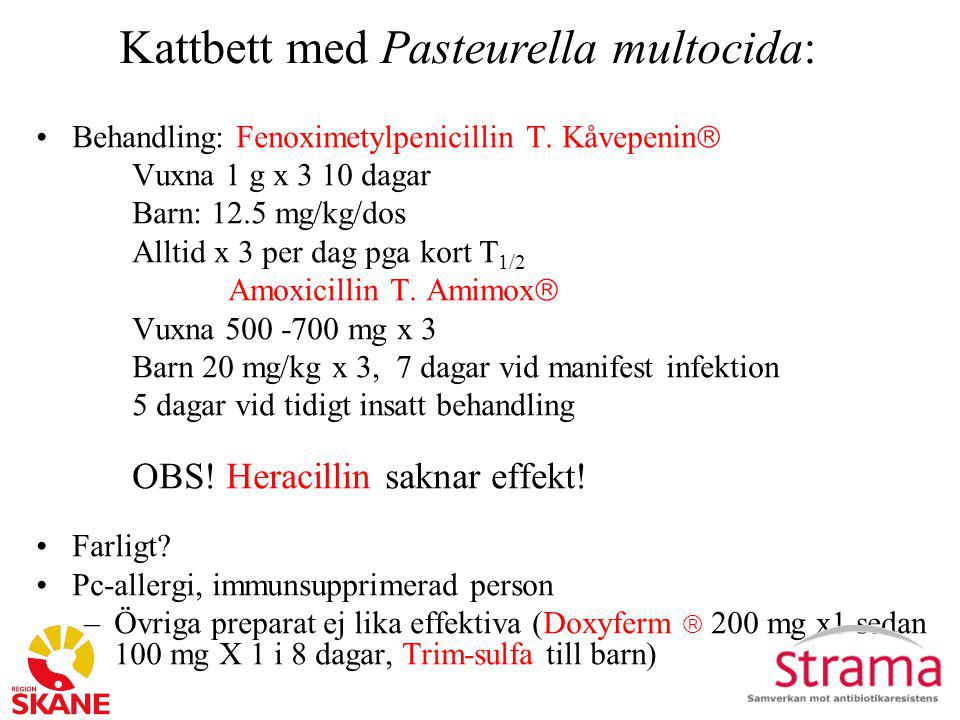 Kattbett med Pasteurella multocida: