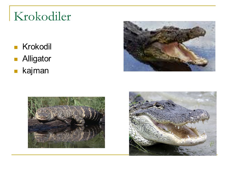 Krokodiler Krokodil Alligator kajman