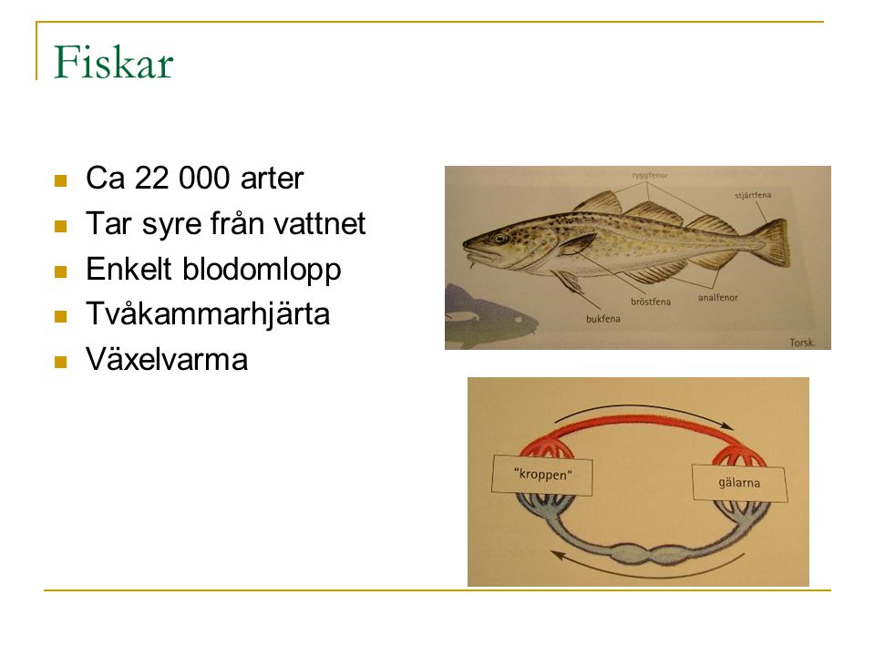 Fiskar Ca arter Tar syre från vattnet Enkelt blodomlopp