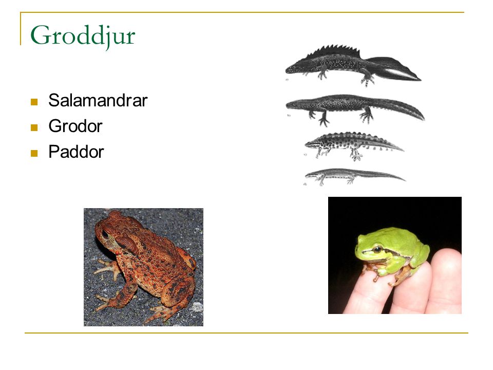 Groddjur Salamandrar Grodor Paddor