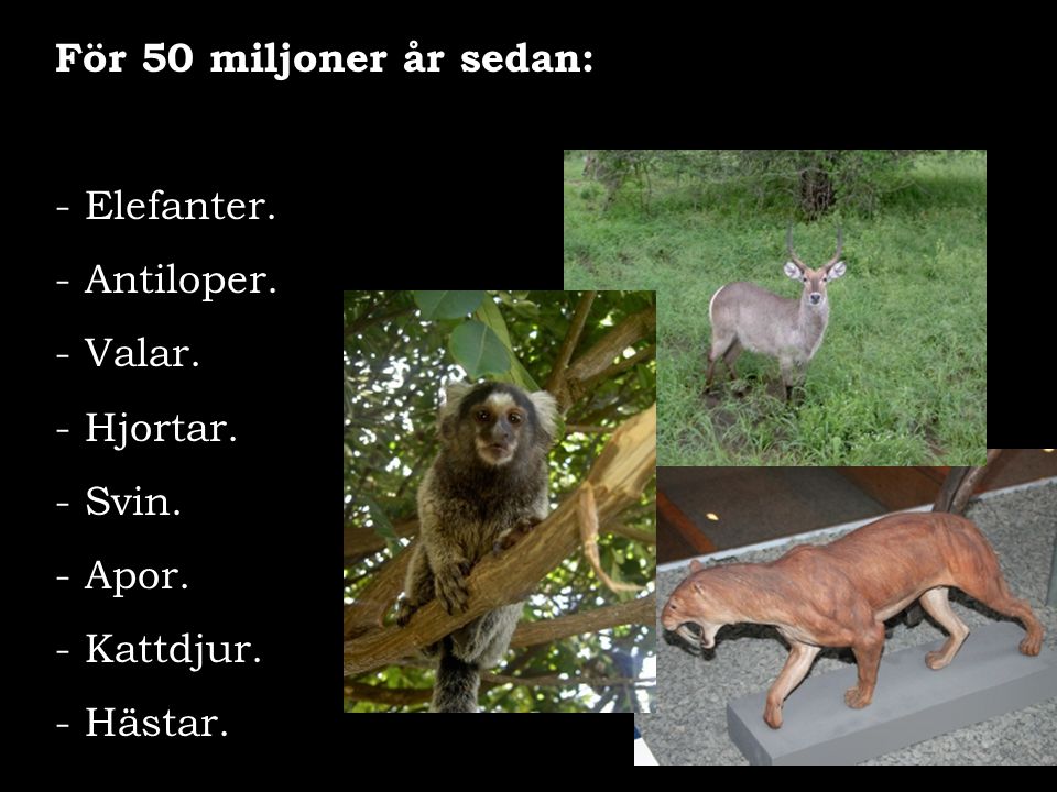 För 50 miljoner år sedan: Elefanter. - Antiloper. Valar. Hjortar. Svin. Apor. Kattdjur. Hästar.