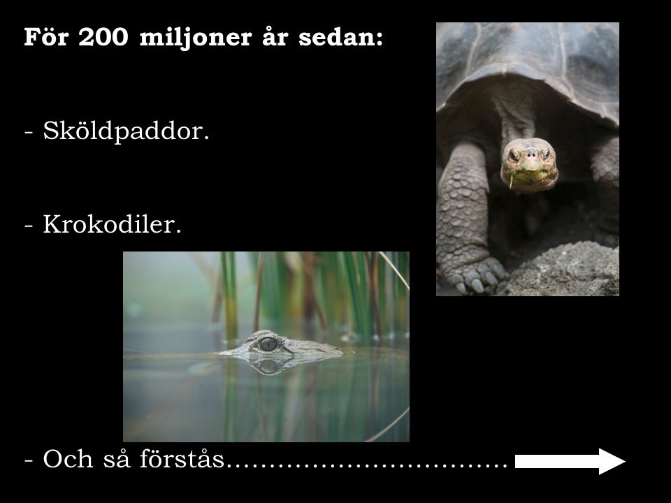 För 200 miljoner år sedan: Sköldpaddor. - Krokodiler. Och så förstås……………………………