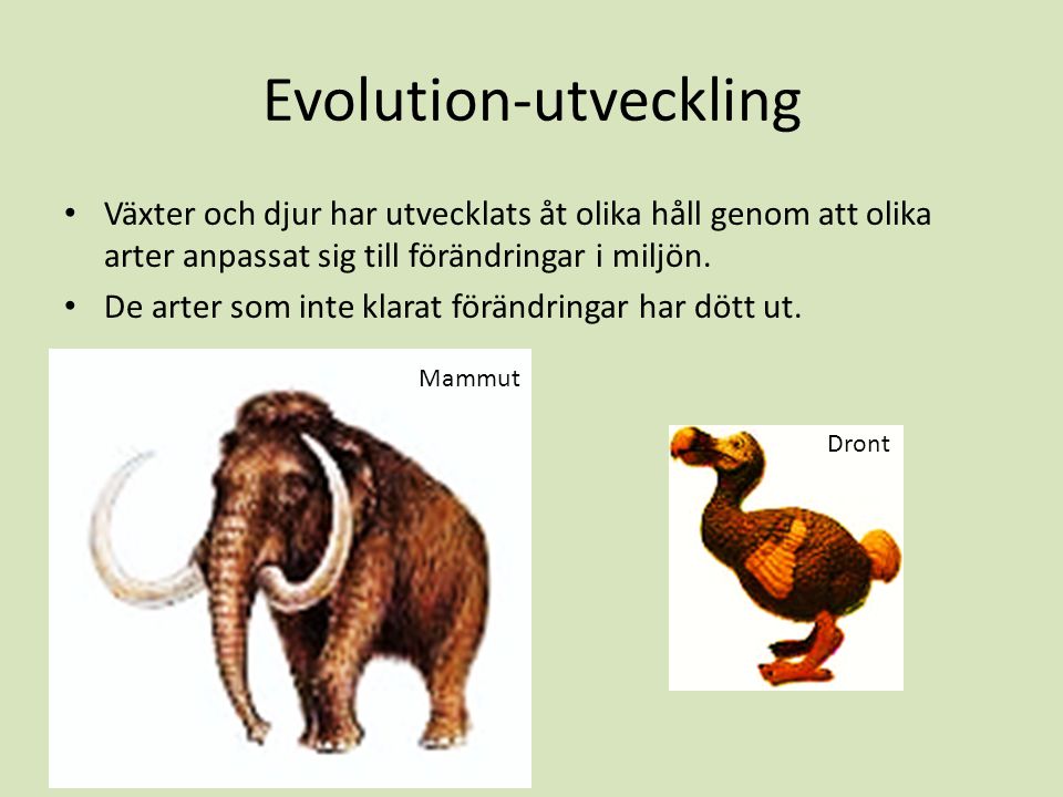 Evolution-utveckling