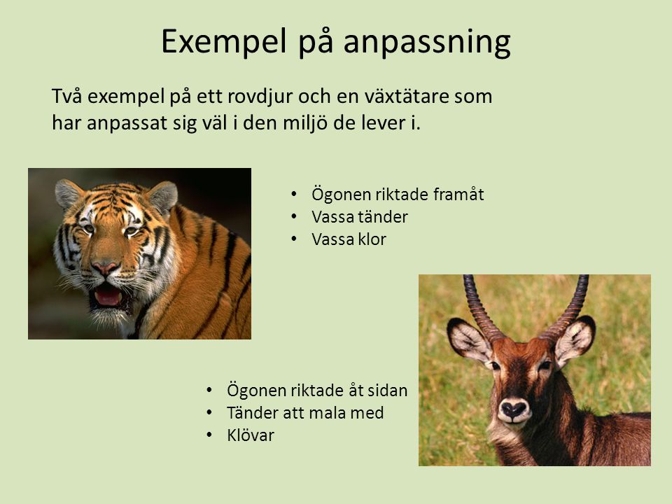 Exempel på anpassning Två exempel på ett rovdjur och en växtätare som har anpassat sig väl i den miljö de lever i.