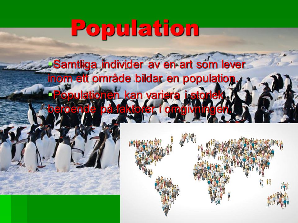 Population Samtliga individer av en art som lever inom ett område bildar en population.