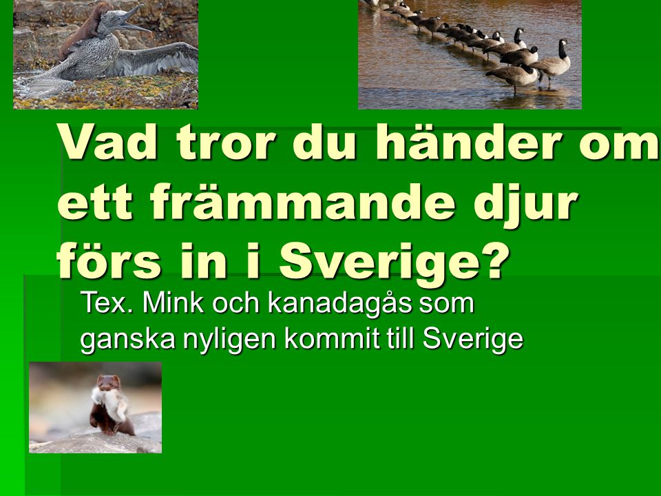 Vad tror du händer om ett främmande djur förs in i Sverige