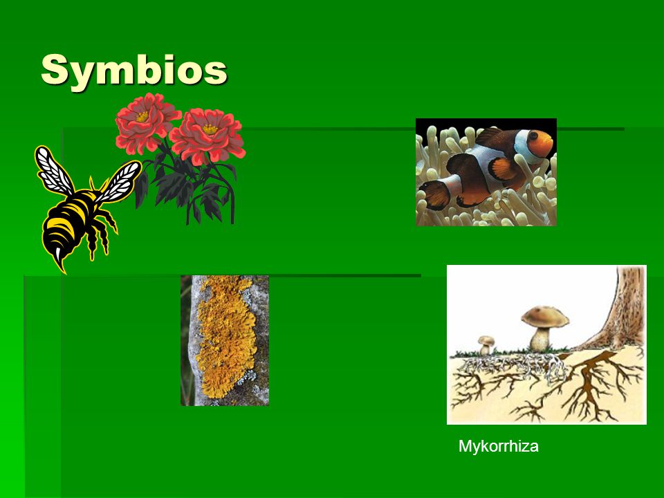 Symbios Mykorrhiza