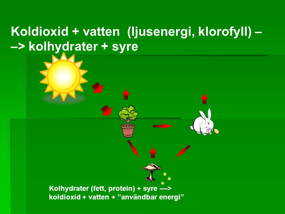 Koldioxid + vatten (ljusenergi, klorofyll) ––> kolhydrater + syre