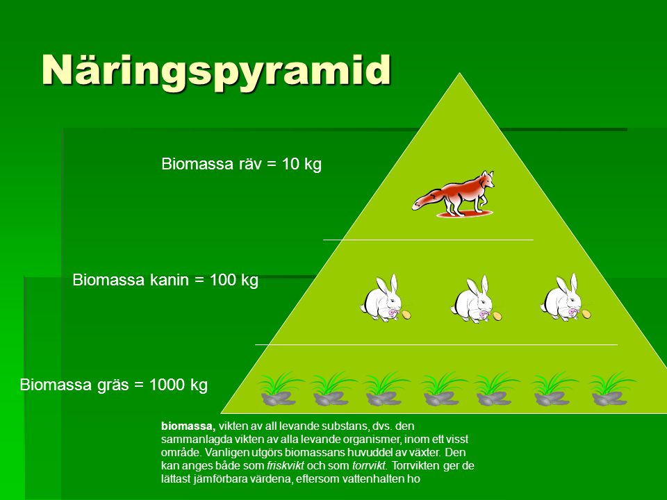 Näringspyramid Biomassa räv = 10 kg Biomassa kanin = 100 kg