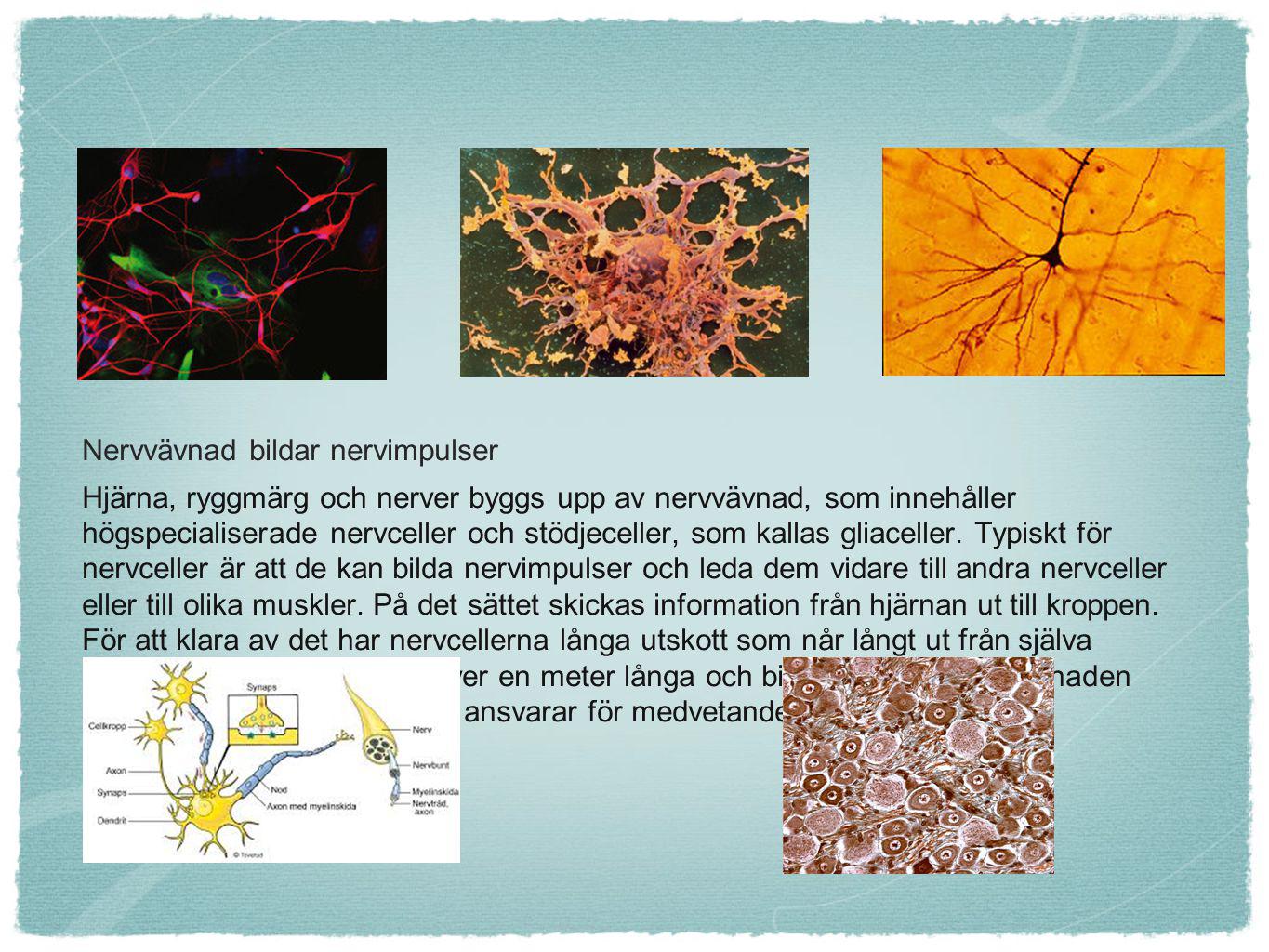 Nervvävnad bildar nervimpulser