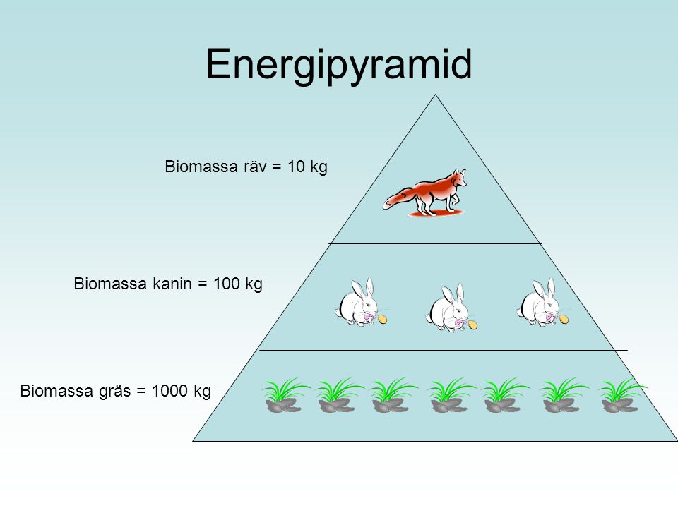Energipyramid Biomassa räv = 10 kg Biomassa kanin = 100 kg