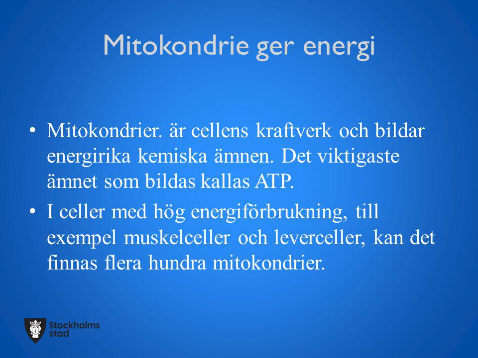 Mitokondrie ger energi