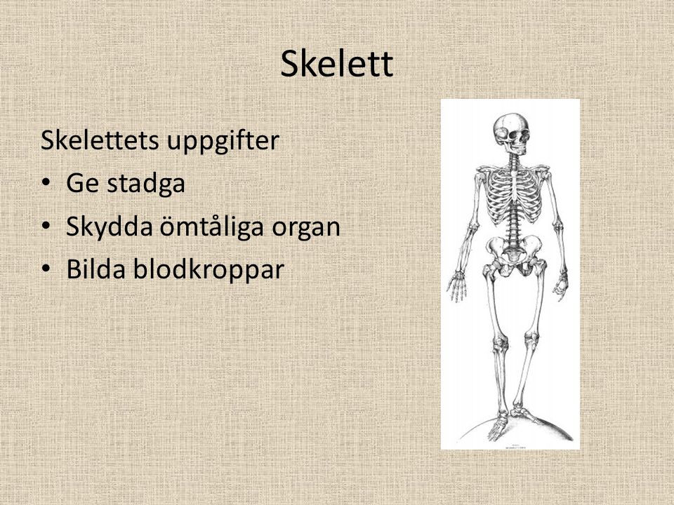 Skelett Skelettets uppgifter Ge stadga Skydda ömtåliga organ