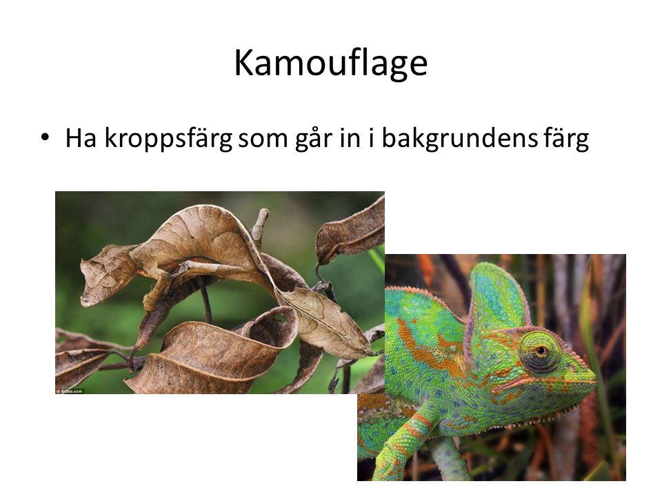 Kamouflage Ha kroppsfärg som går in i bakgrundens färg