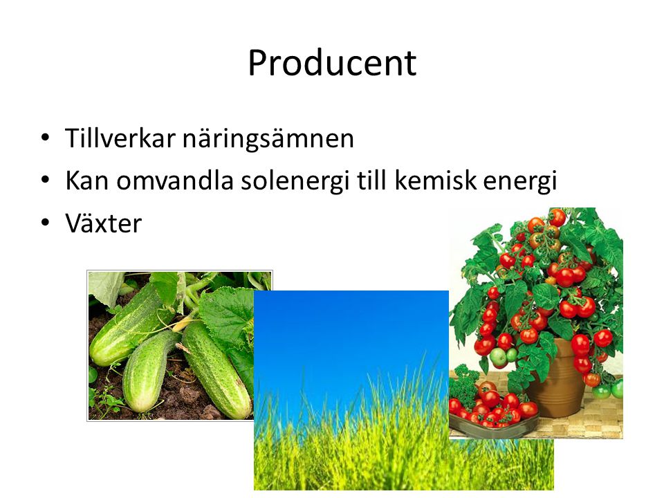 Producent Tillverkar näringsämnen