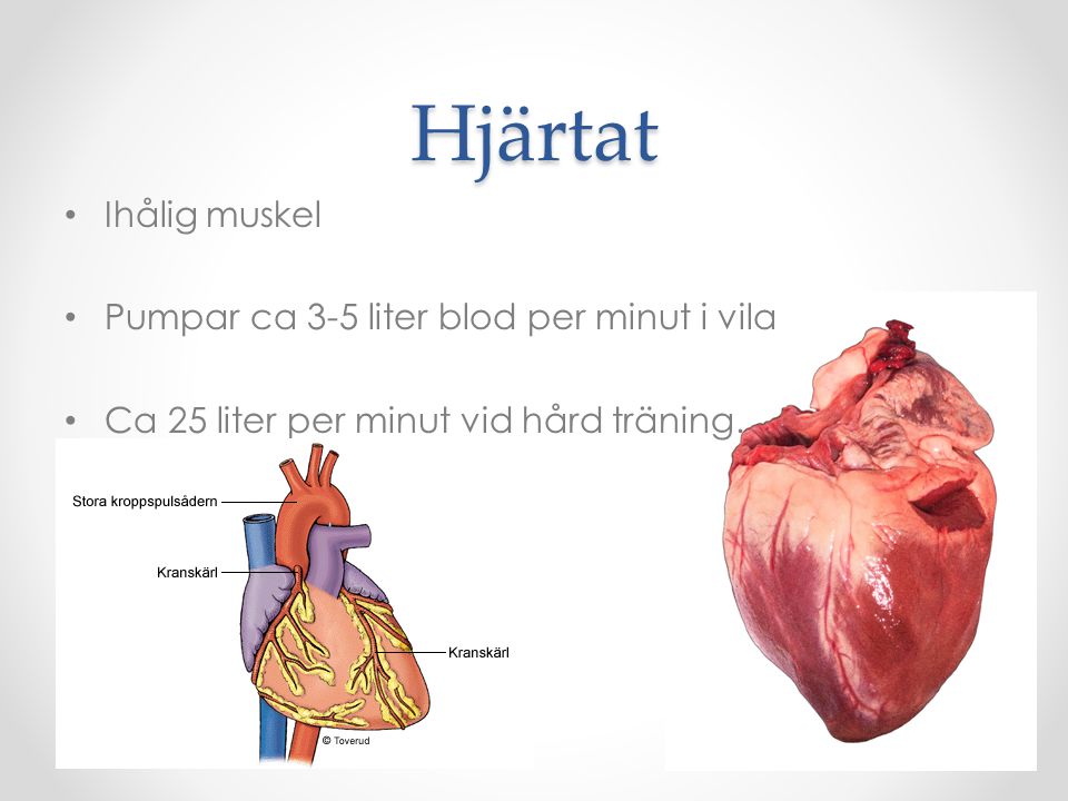 Hjärtat Ihålig muskel Pumpar ca 3-5 liter blod per minut i vila