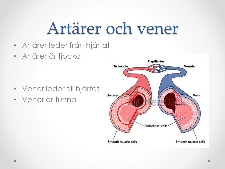 Artärer och vener Artärer leder från hjärtat Artärer är tjocka