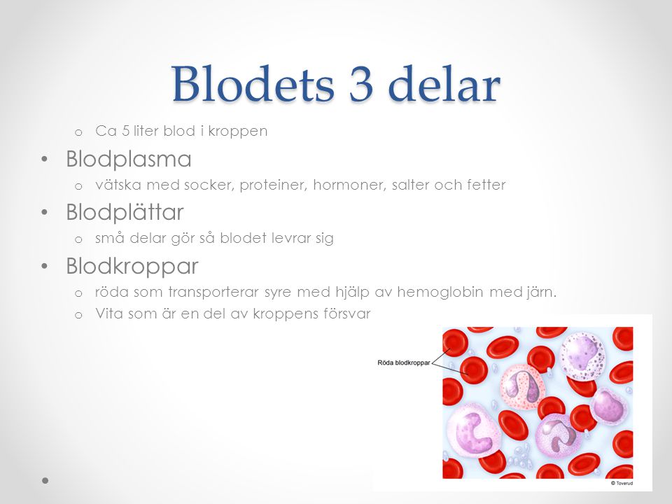 Blodets 3 delar Blodplasma Blodplättar Blodkroppar
