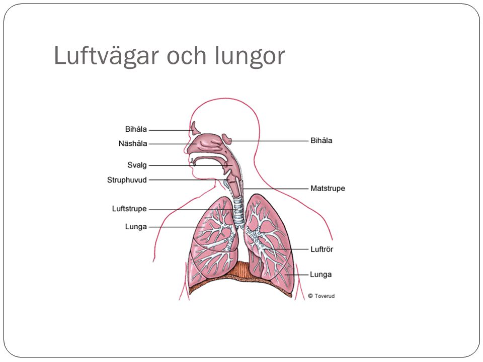 Luftvägar och lungor