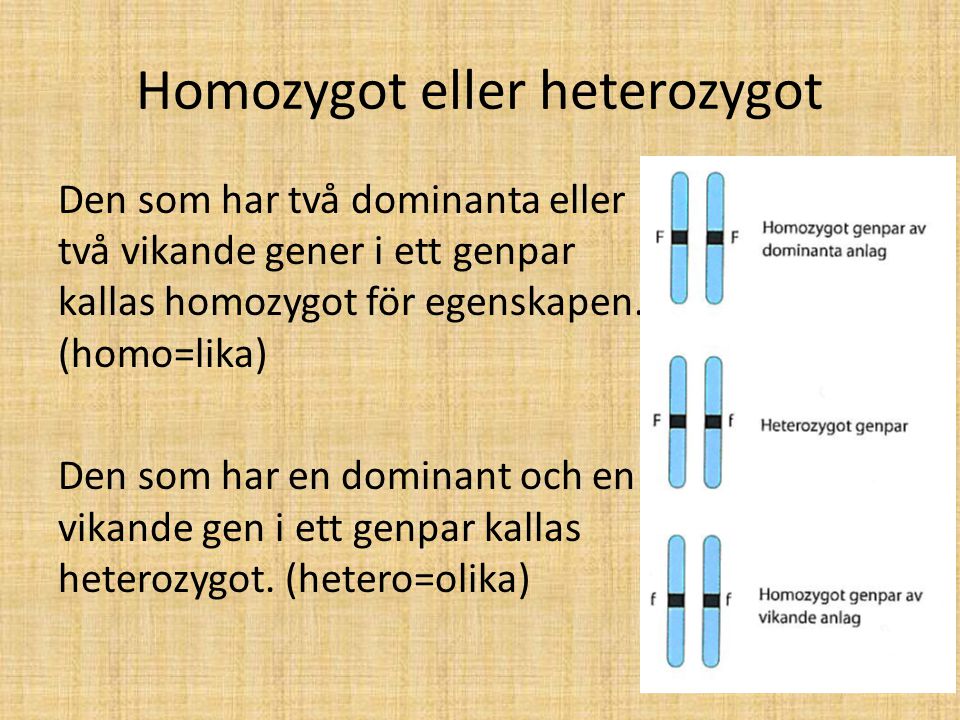 Homozygot eller heterozygot