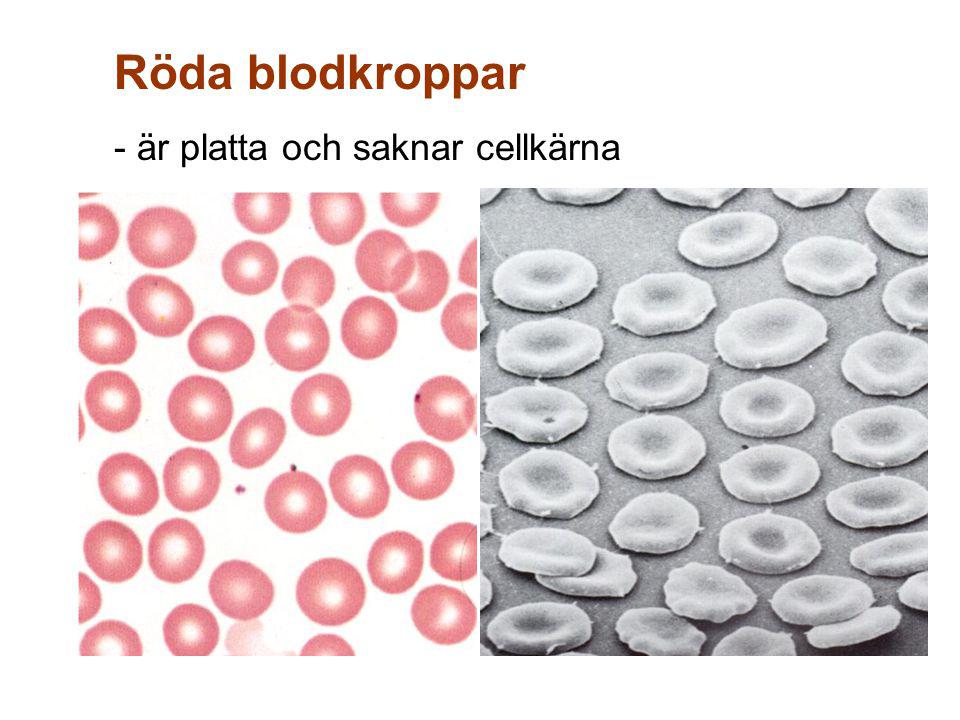 Röda blodkroppar - är platta och saknar cellkärna