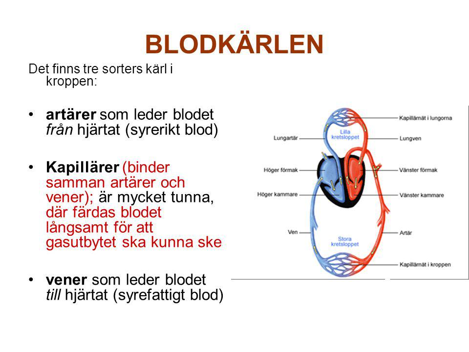 BLODKÄRLEN artärer som leder blodet från hjärtat (syrerikt blod)
