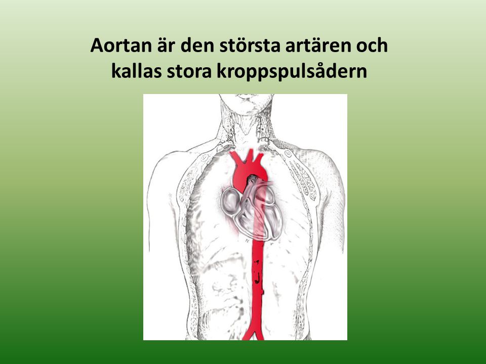 Aortan är den största artären och kallas stora kroppspulsådern