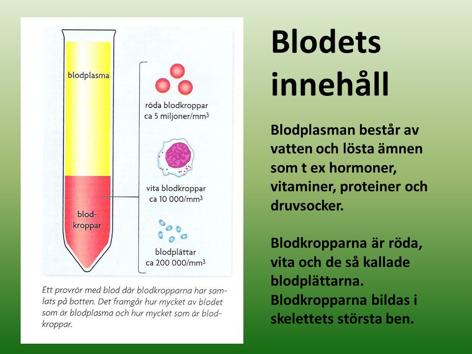 Blodets innehåll. Blodplasman består av vatten och lösta ämnen som t ex hormoner, vitaminer, proteiner och druvsocker.