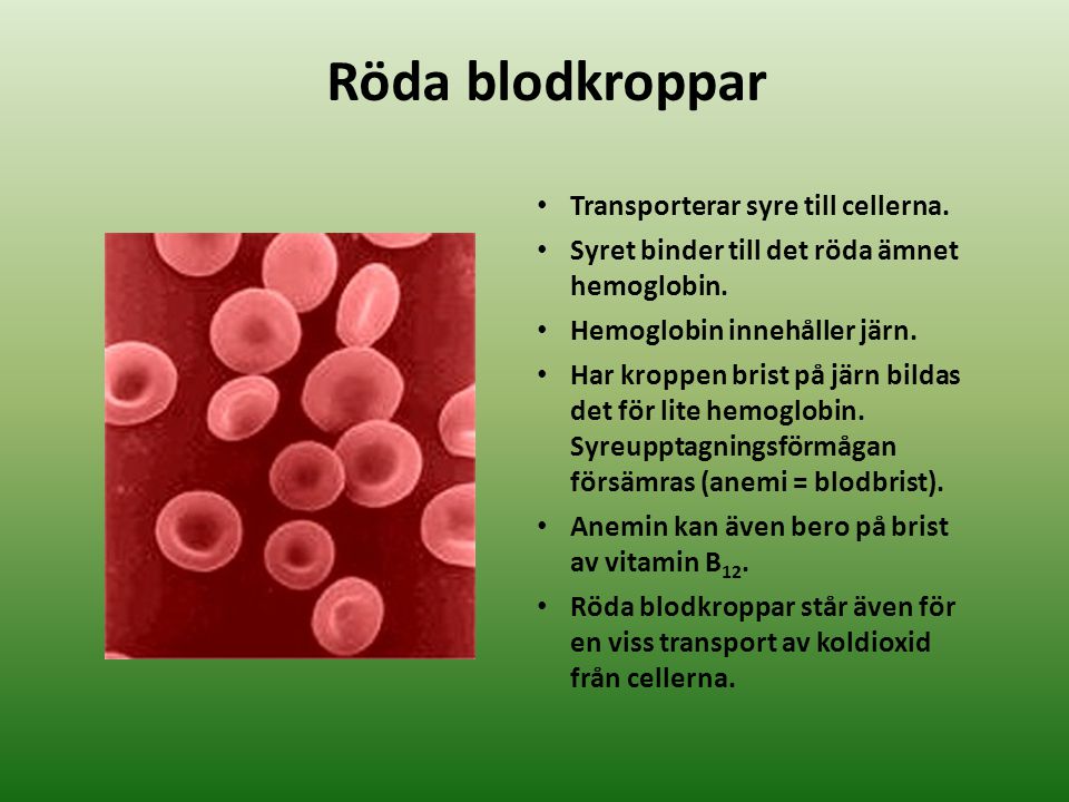 Röda blodkroppar Transporterar syre till cellerna.