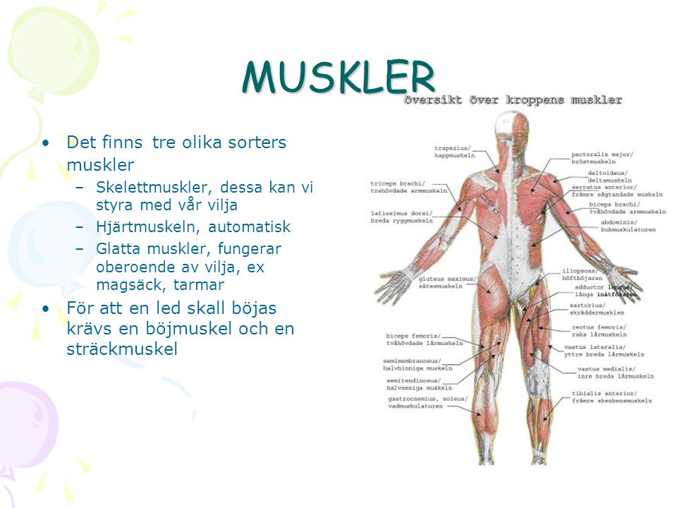 MUSKLER Det finns tre olika sorters muskler