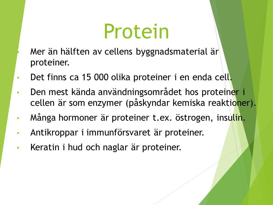 Protein Mer än hälften av cellens byggnadsmaterial är proteiner.