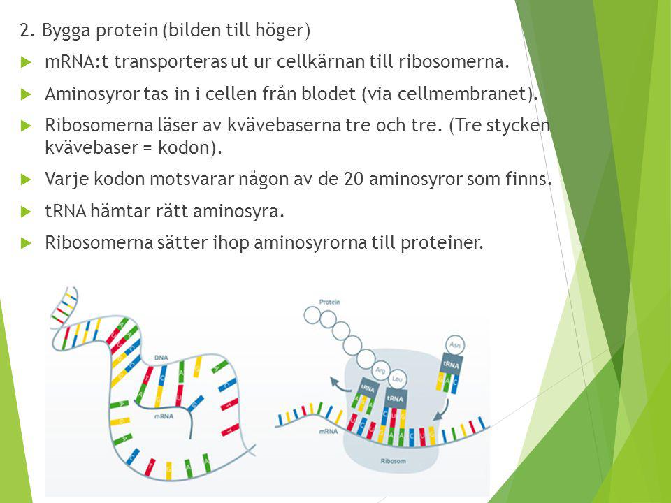 2. Bygga protein (bilden till höger)