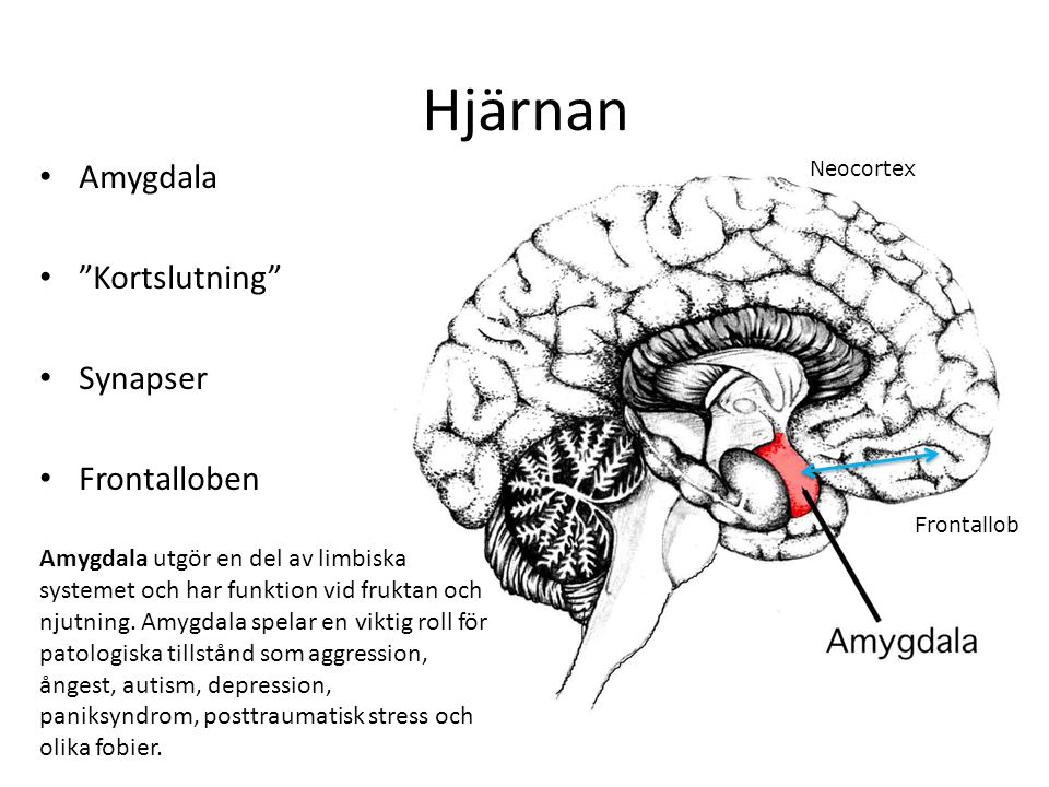 Hjärnan Amygdala Kortslutning Synapser Frontalloben