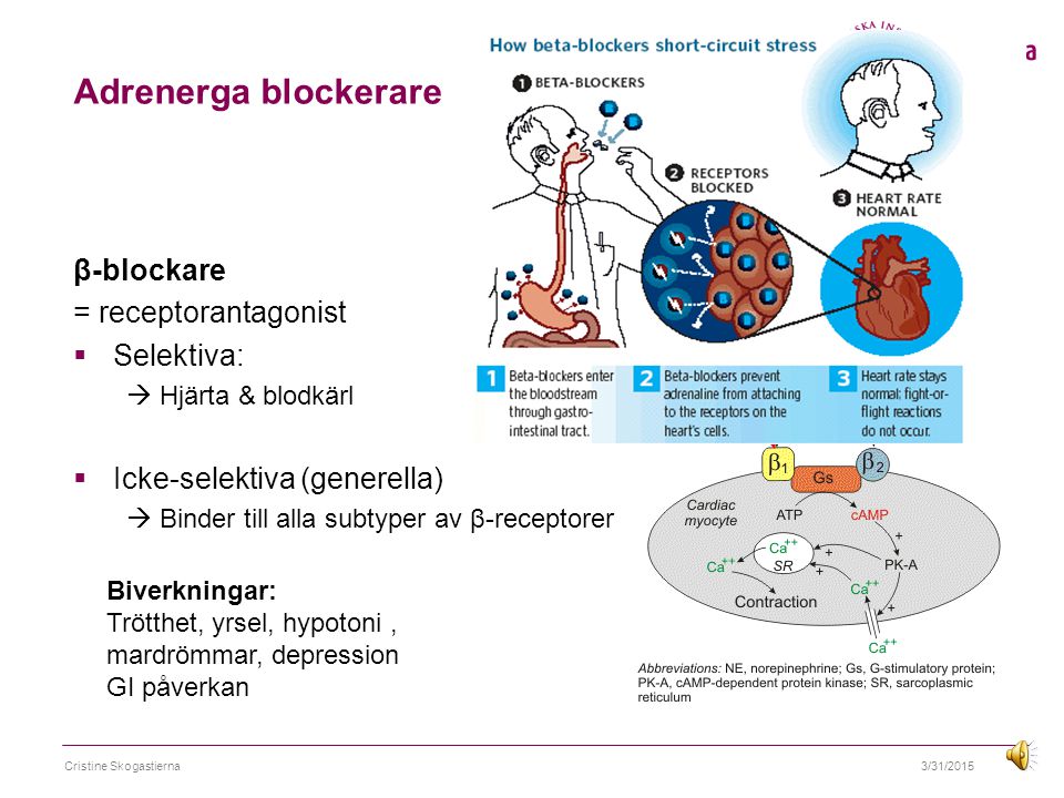 Adrenerga blockerare β-blockare = receptorantagonist Selektiva: