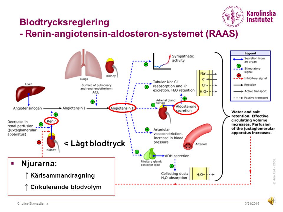 Blodtrycksreglering - Renin-angiotensin-aldosteron-systemet (RAAS)