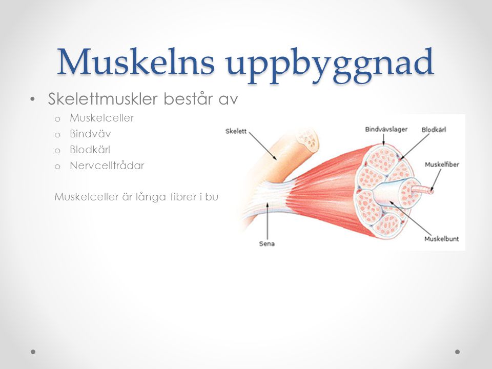 Muskelns uppbyggnad Skelettmuskler består av Muskelceller Bindväv