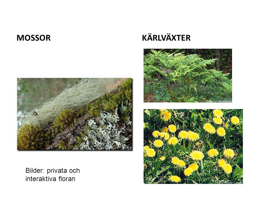 MOSSOR KÄRLVÄXTER Bilder: privata och interaktiva floran