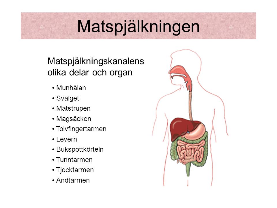 Matspjälkningen Matspjälkningskanalens olika delar och organ Munhålan