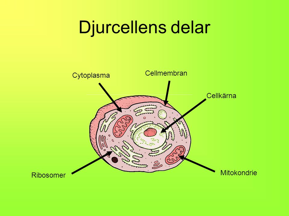 Djurcellens delar Cellmembran Cytoplasma Cellkärna Mitokondrie