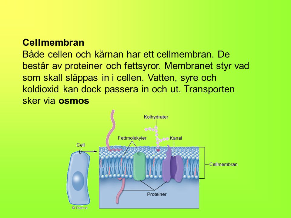 Cellmembran Både cellen och kärnan har ett cellmembran