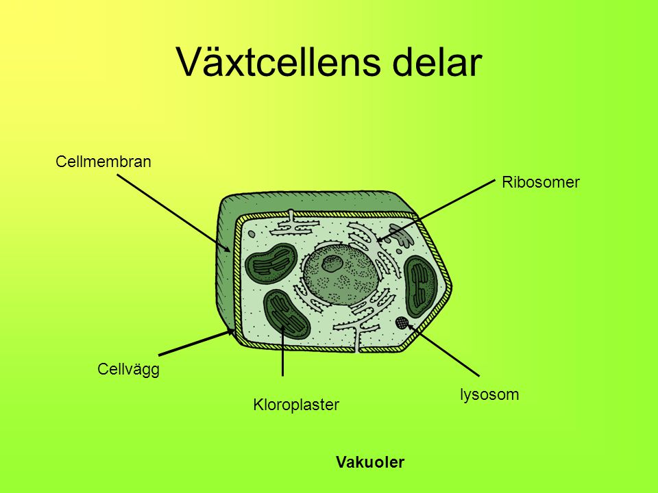 Växtcellens delar Cellmembran Ribosomer Cellvägg lysosom Kloroplaster